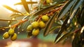 Closeup of olives with dew drops on the branch of olive tree on the sunset. Generative AI Royalty Free Stock Photo