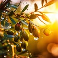 Closeup of olives with dew drops on the branch of olive tree on the sunset. Generative AI Royalty Free Stock Photo