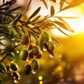 Closeup of olives with dew drops on the branch of olive tree on the sunset. Generative AI Royalty Free Stock Photo