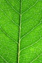 Closeup of one beautiful leaf in spring