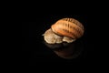 closeup one big snail in shell crawl on black mirror Royalty Free Stock Photo