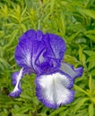 closeup one blue Iris flower in flower garden in early Summer