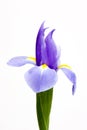 Closeup one blue iris isolated on white background Royalty Free Stock Photo