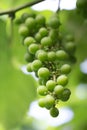 Closeup of one bright bunch of green grapes in a blurred background