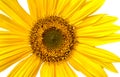 Closeup of one bright yellow sunflower with large petals on white background. Royalty Free Stock Photo