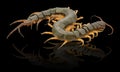 Closeup of one brown centipede Royalty Free Stock Photo