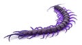 Closeup of one brown centipede Royalty Free Stock Photo