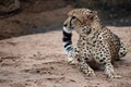 Closeup of one cheetah looking off into distance Royalty Free Stock Photo