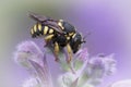 Closeup of one a dark female small European Rotund-Resin Bee, Anthidium strigatum sipping nectar from a purple flower