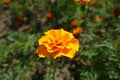 Closeup of one double orange flower of Tagetes patula