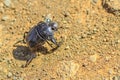 Dung beetle african Royalty Free Stock Photo