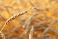 closeup one ear of golden wheat with field on sunset as background Royalty Free Stock Photo
