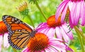 Endangered list Monarch butterfly on coneflowers Royalty Free Stock Photo