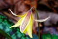 Nodding yellow trout lily flower in Spring
