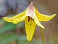 Nodding yellow trout lily flower in Spring