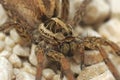 Closeup on one of Europes largest wolf spiders, Hogna radiata Royalty Free Stock Photo