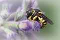 Closeup of one a female small European Rotund-Resin Bee, Anthidium strigatum sipping nectar from a purple flower