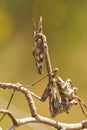 A closeup of one of the French praying mantis, Empusa pennata