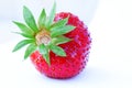 One red ripe strawberry