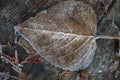 Closeup of one frozen leaf during winter. Frosts and frozen leaves details. Frosty winter leaves abstract Royalty Free Stock Photo