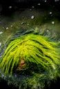 Closeup of one head shaped troll creature like stone with green seaweed above water surface.