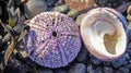 Closeup of one isolated sea snail and urchin shell, algae on pebble beach - Chile, Pacific coast