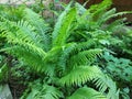Closeup one large Ferns with fern group behind grows in the garden