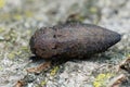 Closeup on one of the larger brown jewel beetles from the Gard, Capnodis tenebricosa