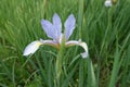 Closeup of one light violet flower of iris Royalty Free Stock Photo