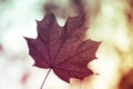 Closeup of one maple leaf in the sunlight of autumn forest. Indian summer season. Royalty Free Stock Photo