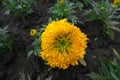 Closeup of one orange flower of Tagetes erecta in May Royalty Free Stock Photo