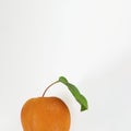 Closeup of One orange ripe apricot, macro of fresh fruit with green leaf isolated on white background. Organic food concept, Royalty Free Stock Photo