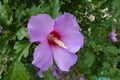 Closeup of one pink crimsoneyed flower of Hibiscus syriacus in July Royalty Free Stock Photo