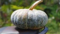 Closeup of one pumpkin on motorbike saddle. Harvest pumpkins in the garden. The concept of autumn, Halloween, harvest Royalty Free Stock Photo