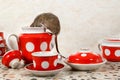 Closeup one rat climbs into teapot near red cups on countertop at kitchen in an apartment house.