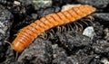 Closeup of one Red Brown Centipede Royalty Free Stock Photo