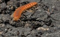 Closeup of one Red Brown Centipede Royalty Free Stock Photo