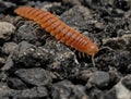 Closeup of one Red Brown Centipede Royalty Free Stock Photo