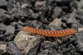Closeup of one Red Brown Centipede Royalty Free Stock Photo
