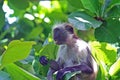 Closeup of one red colobus monkey Piliocolobus, Procolobus kirkii  sitting on tree branch eating leaves with amazed face - Royalty Free Stock Photo