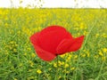 Closeup Of One Red Flower Of Common Poppy - Papaver Rhoeas,  In The  Field Full Of The Yellow Flowers Of  Rapeseed -  Brassica Nap