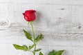 Closeup of one red rose on white wood Royalty Free Stock Photo