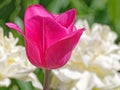 One red  tulip in Spring sunshine Royalty Free Stock Photo