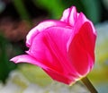 One red  tulip in Spring sunshine Royalty Free Stock Photo