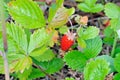 Closeup one ripe woodland strawberry Fragaria vesca