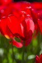 Closeup of One Separate Dutch Yellow -Red Tulip of Sort GOLDEN PARADE