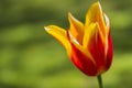 Closeup of One Separate Dutch Yellow -Red Tulip of Sort SYNAEDA KING Royalty Free Stock Photo