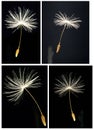 closeup of one single dandelion seed (Taraxacum Officinale) Royalty Free Stock Photo