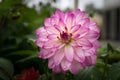 Closeup of one single pink Dahlia flower Royalty Free Stock Photo