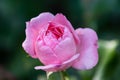 Closeup of a beautiful pink rose with green background Royalty Free Stock Photo